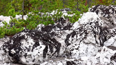 panorâmica através de formações rochosas cobertas de líquen escuro no parque nacional de yellowstone