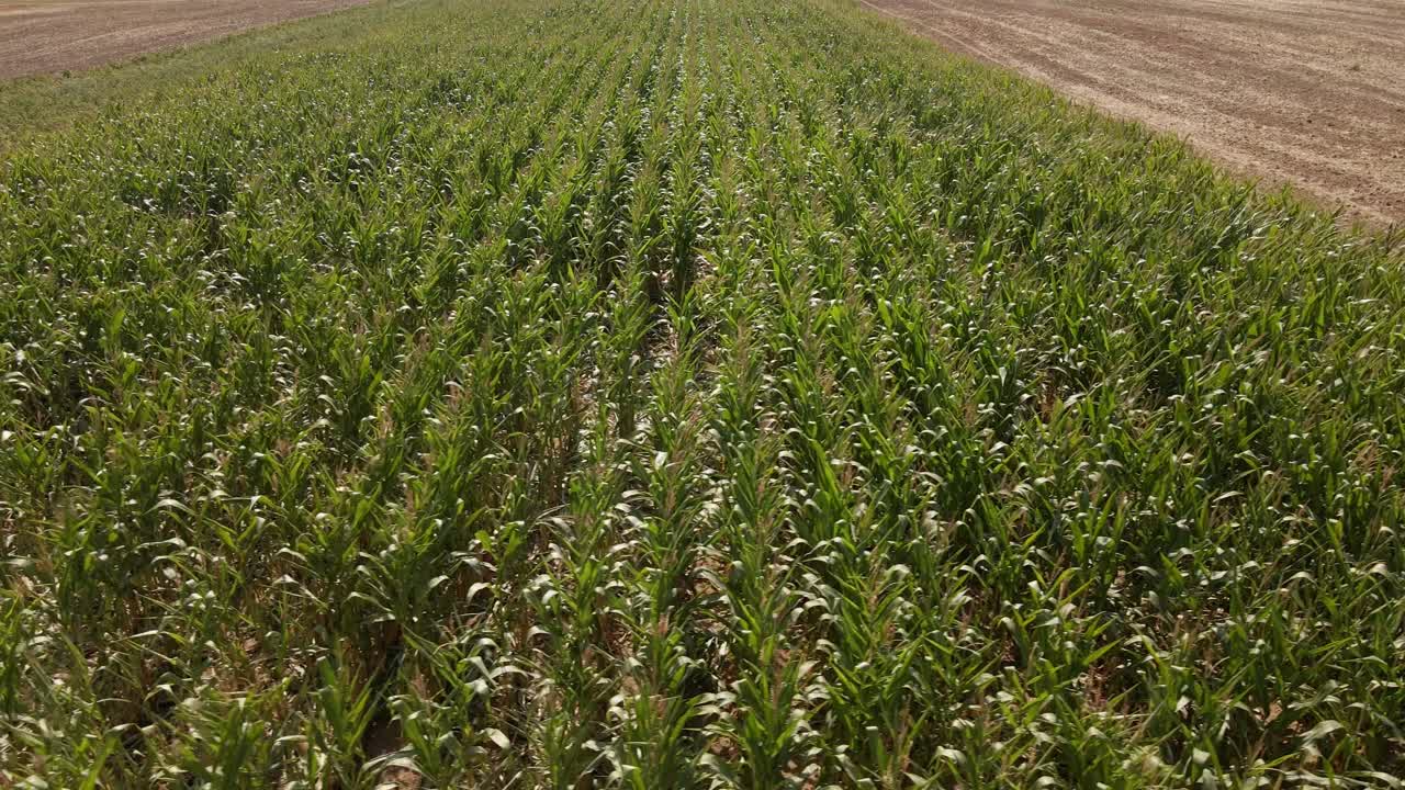 deslizamiento aéreo a lo largo de la vista de un maizal estrecho en una tarde soleada y ventosa en el campo rural de alemania
