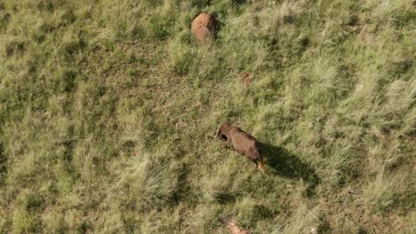 Vista-Aérea-De-Drones-De-Arriba-Hacia-Abajo-De-Un-Solo-ñu-Pastando-En-La-Hierba-De-Verano-En-La-Naturaleza