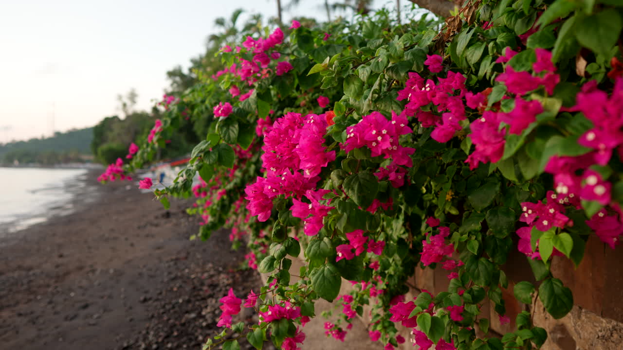 Pink Bougainvillea Flowers Blooming by the Beach in Bali