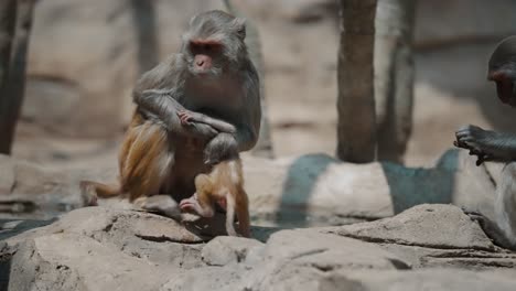 Madre-Protegida-Mono-Macaco-Rhesus-Se-Lleva-A-Su-Hijo