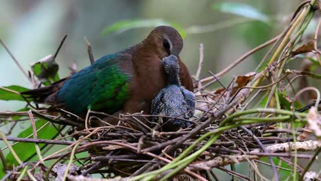 The-Common-Emerald-Dove-is-common-to-Asian-countries-and-it's-famous-for-its-beautiful-emerald-coloured-feathers