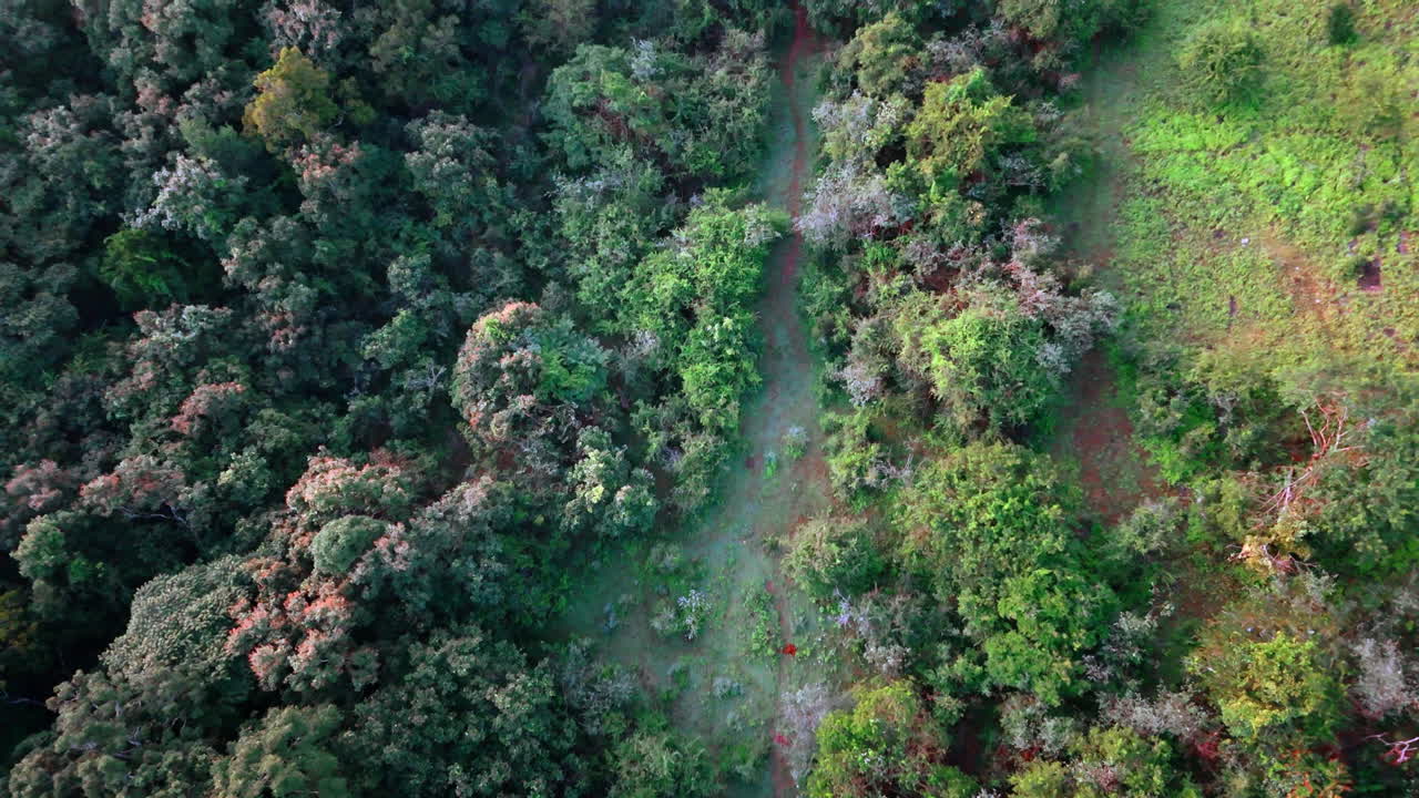 Rising above the trees in the thick wood. Drone footage above the forest in Sri Lanka.