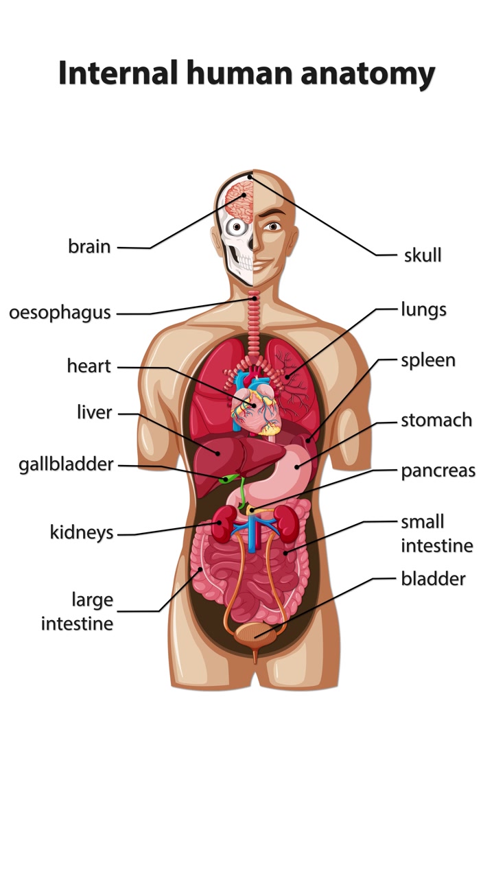 L'animazione rivela e etichetta gradualmente i principali organi interni in un'illustrazione del torso umano maschile, utilizzando una grafica vettoriale chiara e annotazioni testuali progressive.