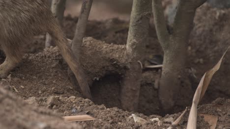 meerkat at burrow entrance in african savannah environment