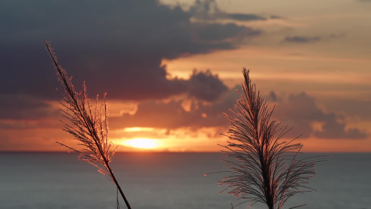 Sunset behind sugarcane flowers at a panoramic view point, Mahe Seychelles timelaps.