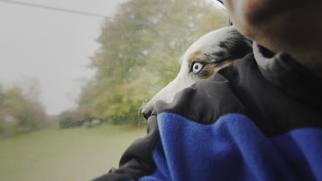 a funny dog rides in the trunk of a car, put his head on the shoulder of a passenger.