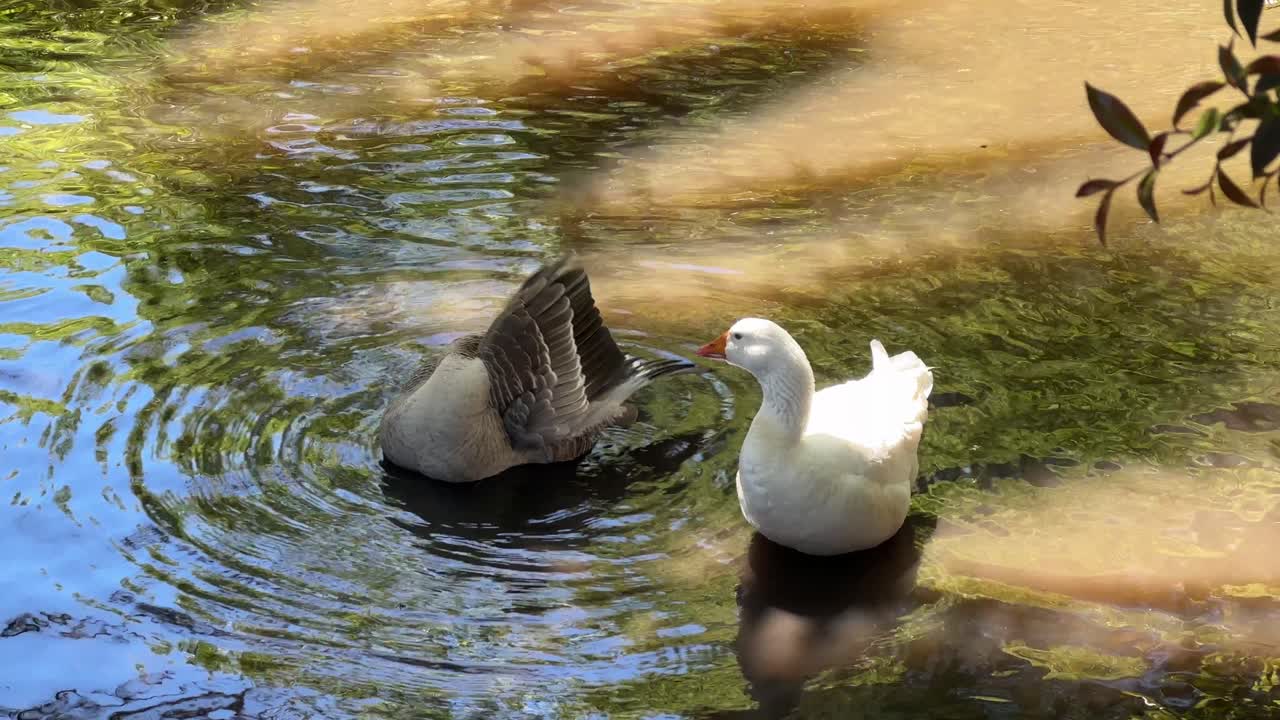2 ducks in a pond at a petting zoo in Constantia, Cape Town