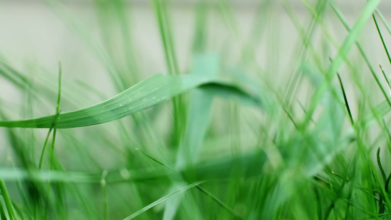 Macro primo piano di alte lame d'erba verde mosse dal vento con profondità di campo ridotta, luce naturale soffusa e movimento delicato. Bellissimo paesaggio verde perfetto per contenuti all'aperto e da giardino