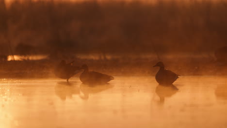 geese in a misty sunrise