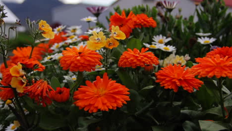 Orange-and-Yellow-Flowers-in-Iceland