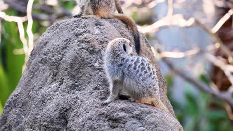 meerkat standing alert on a rock