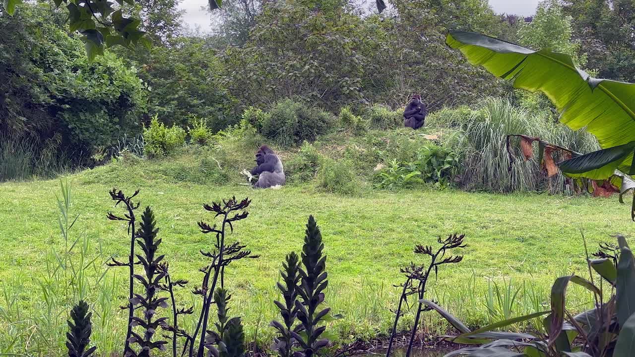 서부 저지대 고릴라 (western lowland gorilla) 는 아일랜드 더블린 동물원의 숲에서 먹는다.