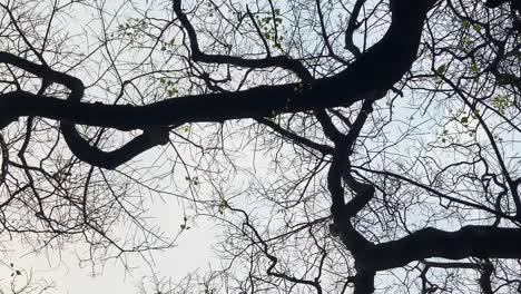 Bottom-up shaky footage of a majestic tree with sprawling branches, evoking a sense of dizziness, disorientation, creating a feeling of imbalance and impending loss of consciousness