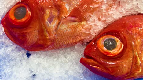 red fish on ice at seafood market