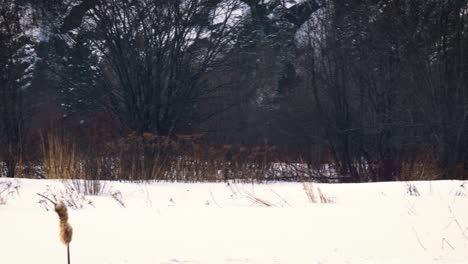 panorama showing snowfall over an already snow laden land, shrubs and mountains of saguenay, chicoutimi, quebec, canada.