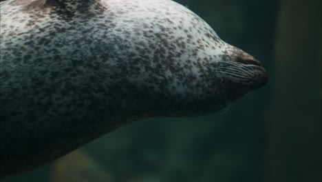 seal swimming slowly in a aquatic landscape, close up tracking shot