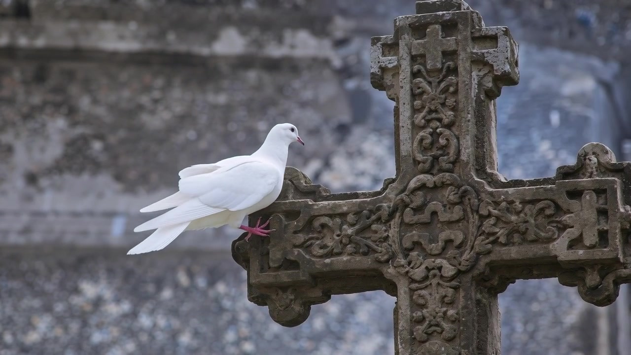 Volando da sinistra, una colomba bianca si avvicina e atterra per posarsi su una croce di pietra ornata nel sagrato della chiesa.