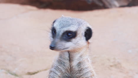 primer plano de meerkat mirando alrededor en un zoológico - ángulo alto
