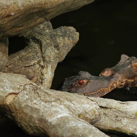 dos jóvenes caimanes enanos cuviers sentados en el agua