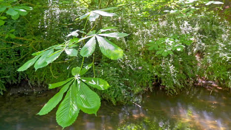 Close-up-Video-footage-of-the-leaves-of-the-Horse-Chestnut-Tree,-blowing-gently-in-the-summer-breeze
