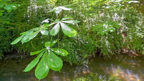 close up video footage of the leaves of the horse chestnut tree, blowing gently in the summer breeze