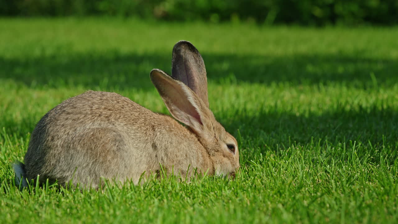 conejo en un campo de hierba