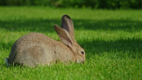 rabbit in a grassy field