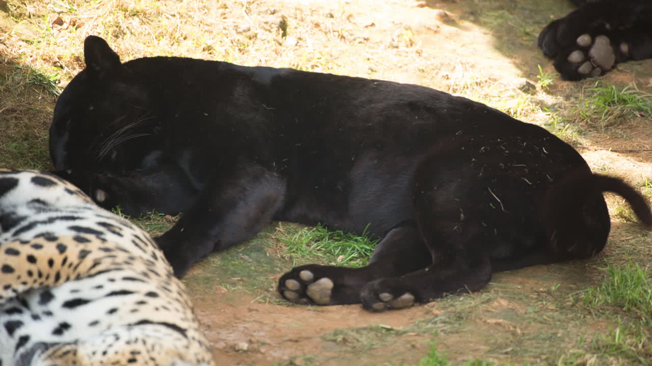 동물원의 동물 87