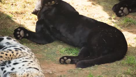 animales en el zoológico 87