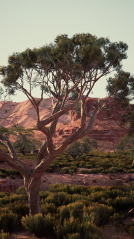 twisted tree in a desert landscape