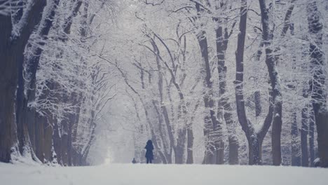 도시 공원의 넓은 눈 덮힌 골목, 키 큰 오래된 나무가 골목을 둘러싸고 있고, 나뭇가지에 첫 눈과 서리가 내립니다.
