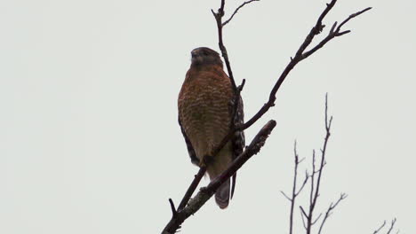 Red-shouldered-hawk-perched-on-a-large,-barren-branch-in-the-pouring-rain