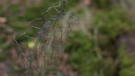 close up of chicken wire discarded as trash in countryside forest