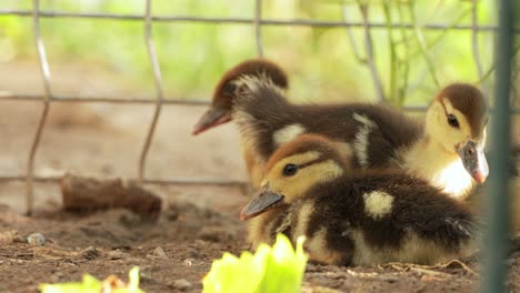 little ducklings sitting on the ground in the farm - closeup