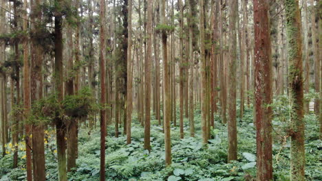 Eine-Drohnenaufnahme-Eines-Waldes-Im-Naturbildungsgebiet-Xitou-Mit-Kamera,-Die-Sich-Zwischen-Den-Bäumen-Bewegt