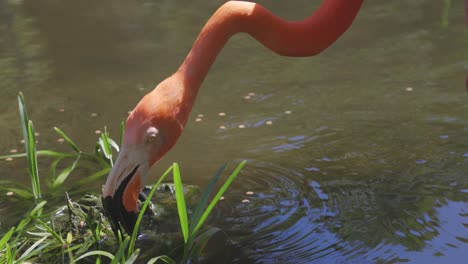 flamenco tamizando el agua y comiendo tiro medio