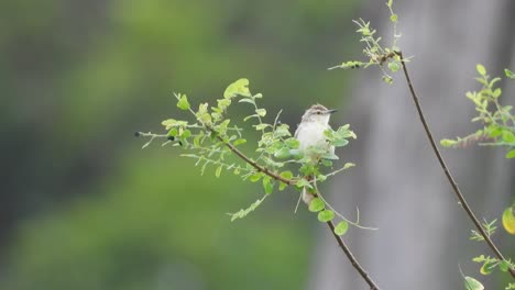 Common-Tailor-in-pond-area-