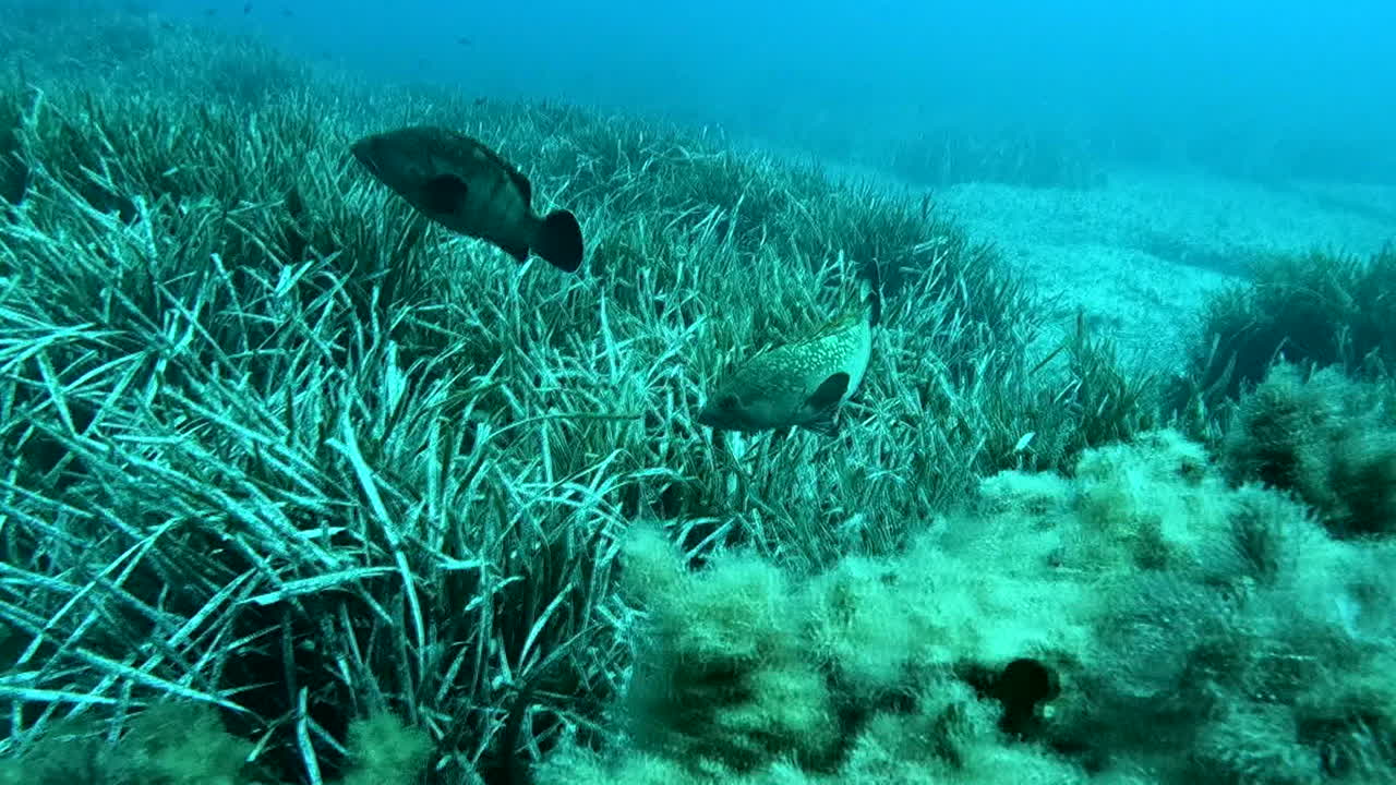 Underwater Scene with Fish and Sea Grass