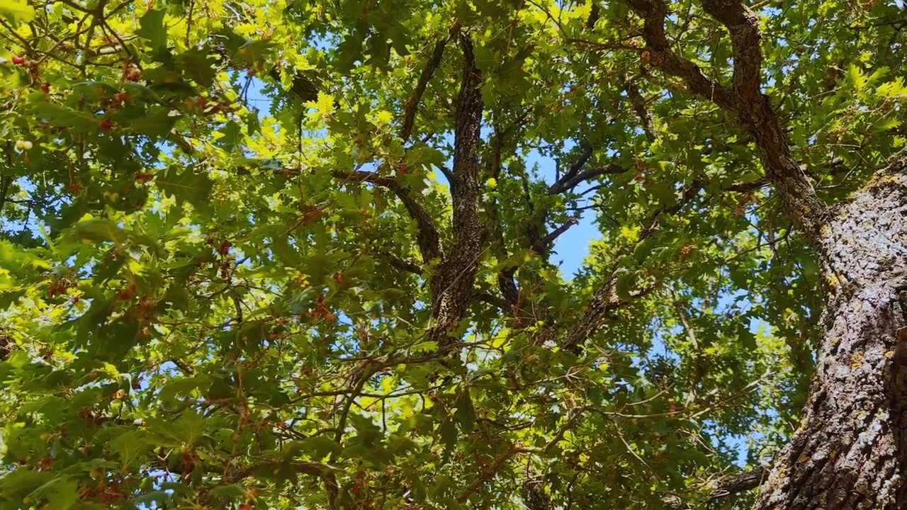 Chioma di quercia illuminata dal sole con foglie verdi, rami, corteccia ruvida, ghiande e cielo blu che mostra la natura pacifica di un bosco estivo.