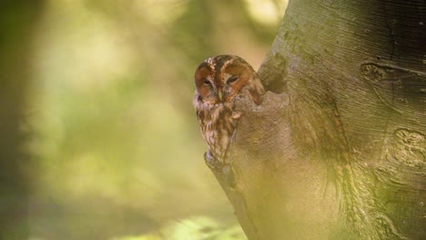 Close up tight focus shot of a tawny owl perched on the edge of a tee hollow with the golden light of the setting sun as it seems to be dozing before night fall