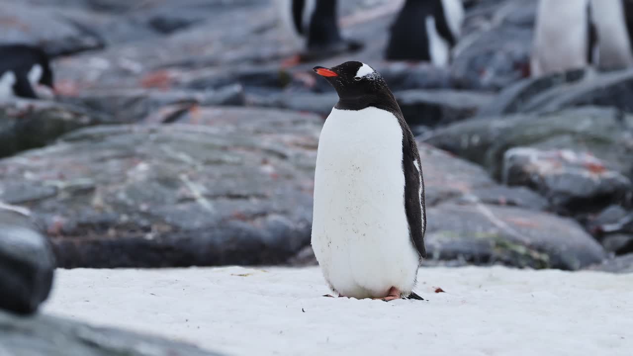 retrato de pingüino de cerca en la nieve en la antártida, pingüino gentoo en la vida silvestre y los animales vacaciones en la península antártica, hermoso pájaro lindo en el área de conservación nevada en un paisaje de invierno frío