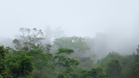 在雨天,厚霧從右向左移動,將覆蓋綠色茂盛的雨林