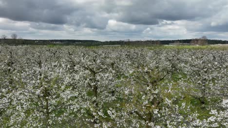 árboles-De-Cerezo-Con-Flor-Blanca-Y-Espectacular-Belleza-Del-Cielo-De-La-Madre-Tierra