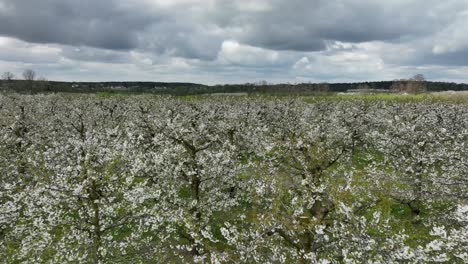 árboles de cerezos con flores blancas y la belleza dramática del cielo de la madre tierra