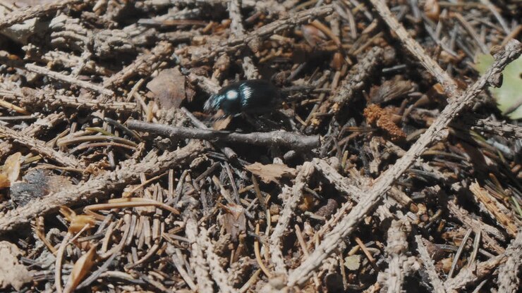 A manure beetle walks on pine thorns