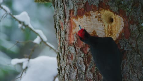 a large black woodpecker is checking its surroundings