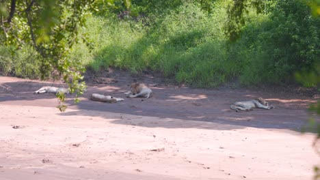 Pride-of-lions-taking-afternoon-nap-and-sleeping-in-shade-on-sand