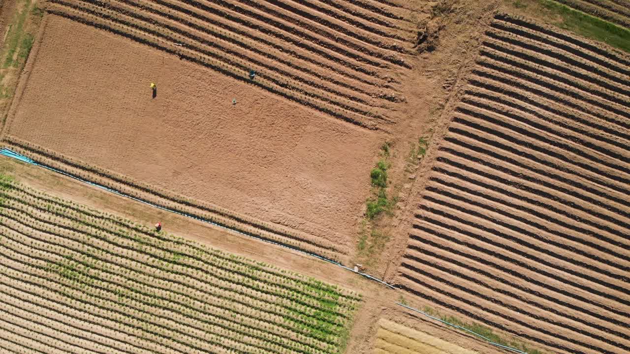 농업에 사용되는 토지, 지역 사회 소규모 농업 및 위의 들판, 토지 구획, 드론 샷