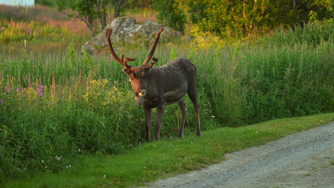 Wild reindeer grazing on the shoulder of a dirt road before walking off on a warm summer day in front of a meadow with wildflowers